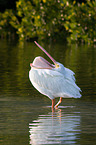 American white pelican