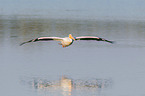 American white pelican