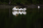 American white pelicans