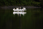 American white pelicans