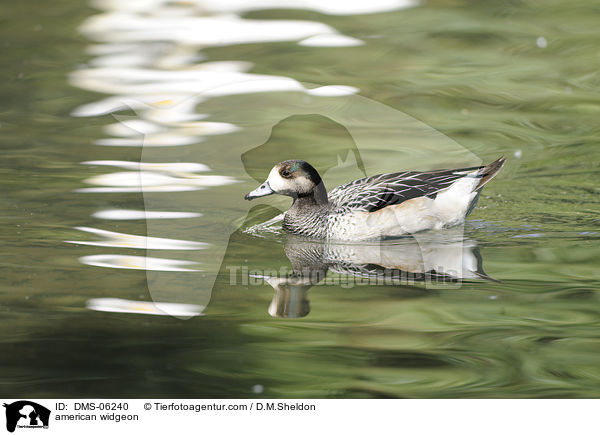 Nordamerikanische Pfeifente / american widgeon / DMS-06240