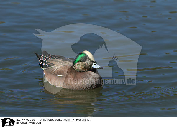 american widgeon / FF-02559