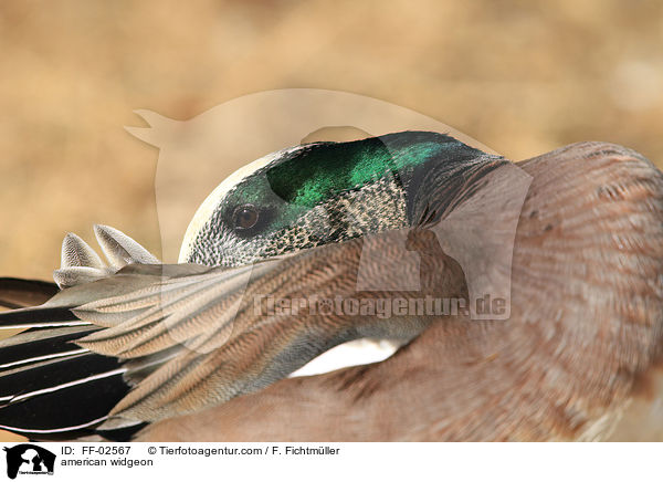 Nordamerikanische Pfeifente / american widgeon / FF-02567