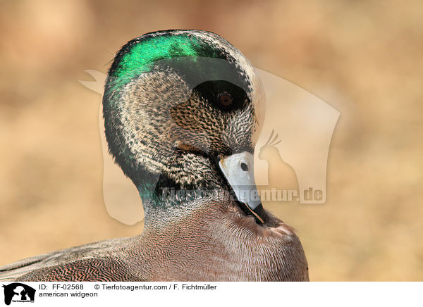 american widgeon / FF-02568