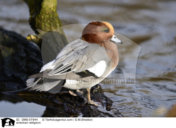 american widgeon / DMS-07944