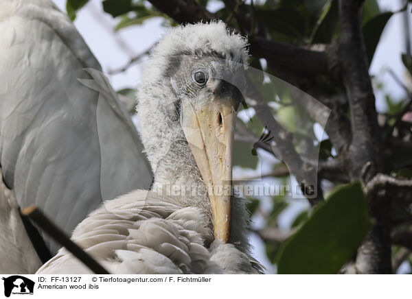 Amerikanischer Waldstorch / American wood ibis / FF-13127