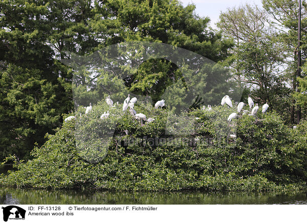 Amerikanische Waldstrche / American wood ibis / FF-13128