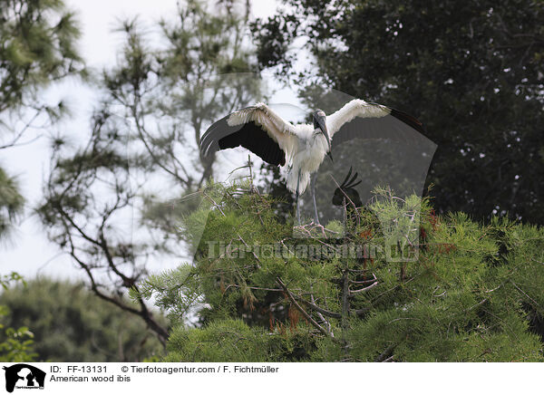 Amerikanischer Waldstorch / American wood ibis / FF-13131
