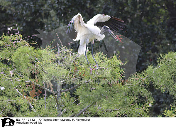 Amerikanischer Waldstorch / American wood ibis / FF-13132