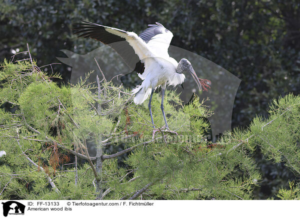 Amerikanischer Waldstorch / American wood ibis / FF-13133