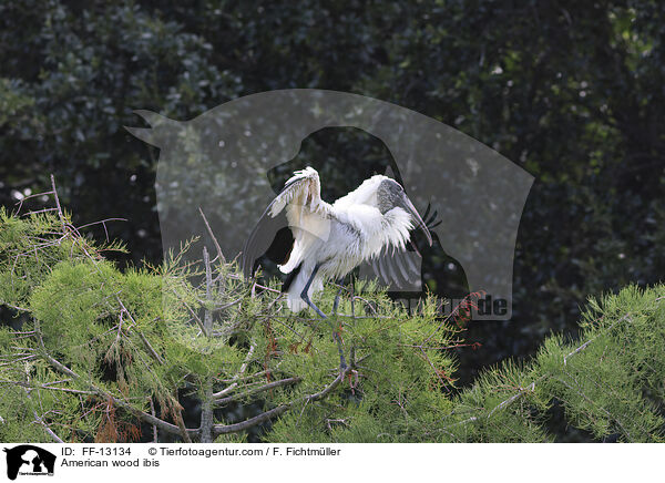 American wood ibis / FF-13134