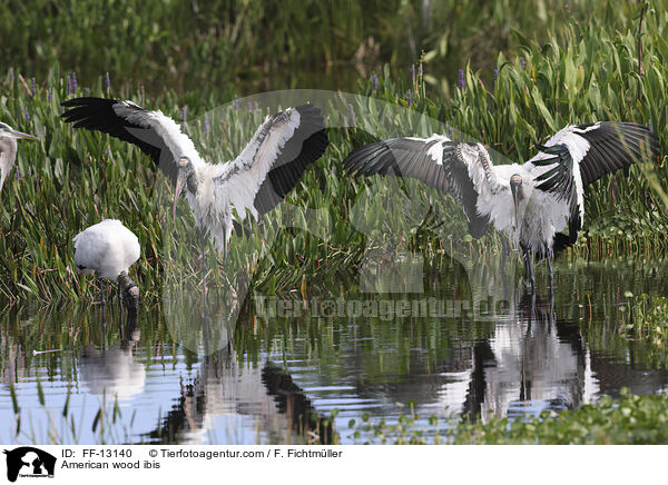 American wood ibis / FF-13140