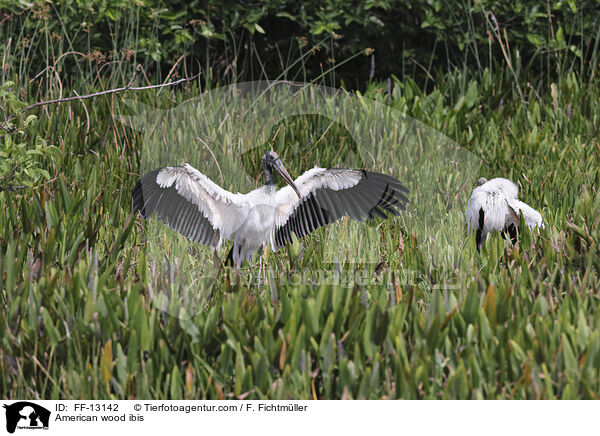 Amerikanische Waldstrche / American wood ibis / FF-13142
