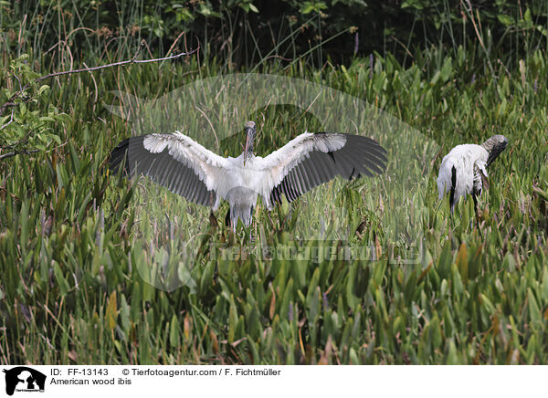 American wood ibis / FF-13143