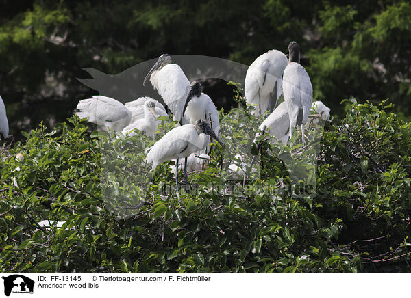 Amerikanische Waldstrche / American wood ibis / FF-13145