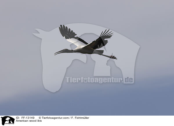 American wood ibis / FF-13149