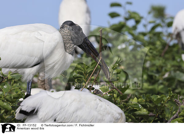 American wood ibis / FF-13152