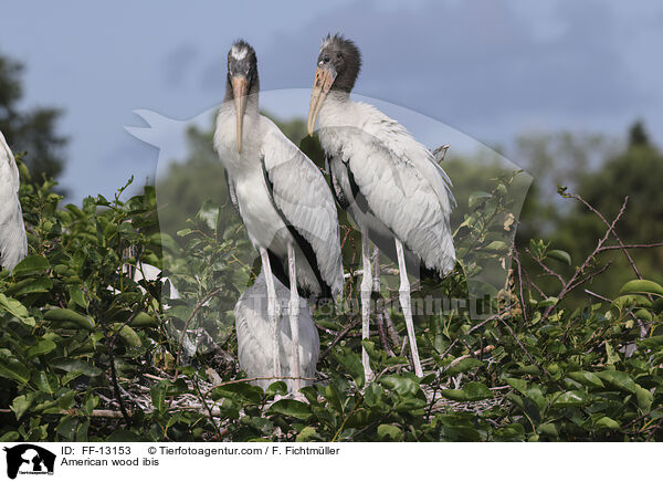 Amerikanische Waldstrche / American wood ibis / FF-13153