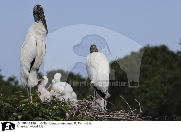 American wood ibis / FF-13156
