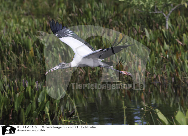 Amerikanischer Waldstorch / American wood ibis / FF-13159