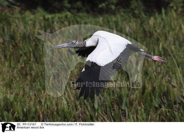 American wood ibis / FF-13161