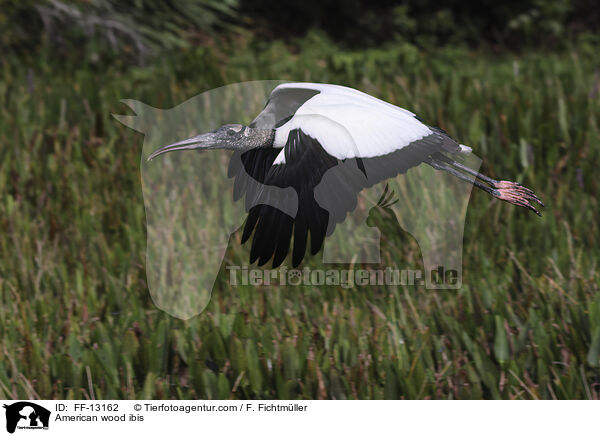 American wood ibis / FF-13162