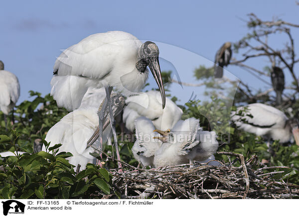 American wood ibis / FF-13165