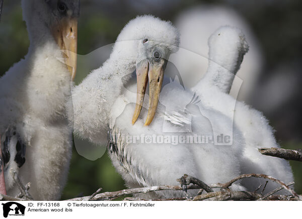 American wood ibis / FF-13168