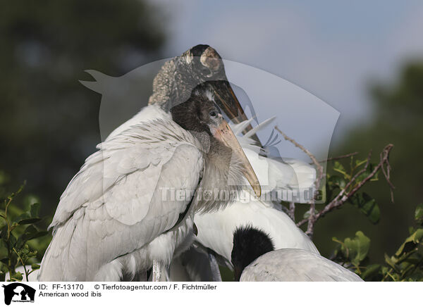 American wood ibis / FF-13170