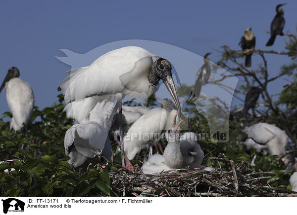 Amerikanische Waldstrche / American wood ibis / FF-13171