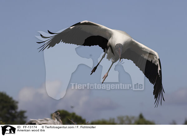 American wood ibis / FF-13174