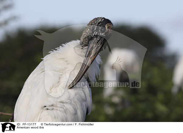 American wood ibis / FF-13177