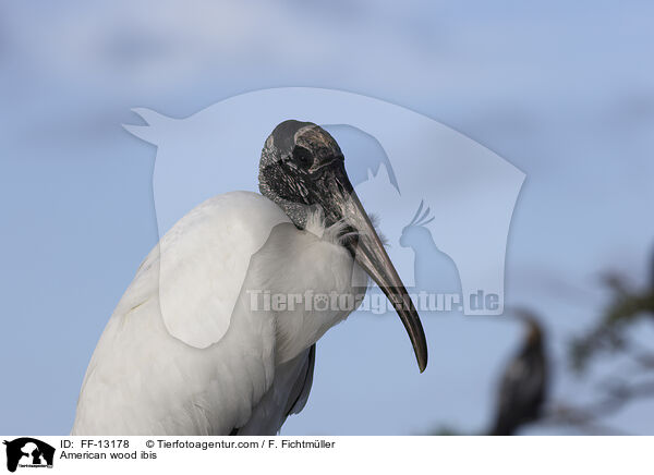 American wood ibis / FF-13178