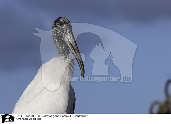 American wood ibis / FF-13180