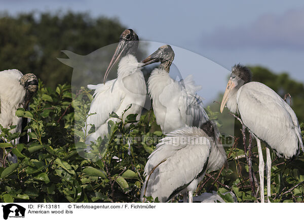 American wood ibis / FF-13181