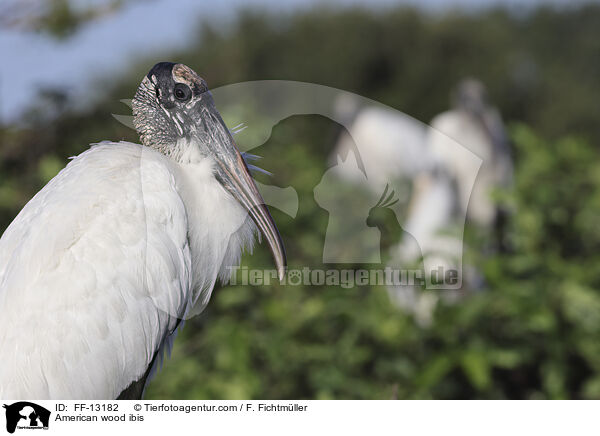 American wood ibis / FF-13182