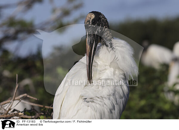 American wood ibis / FF-13183