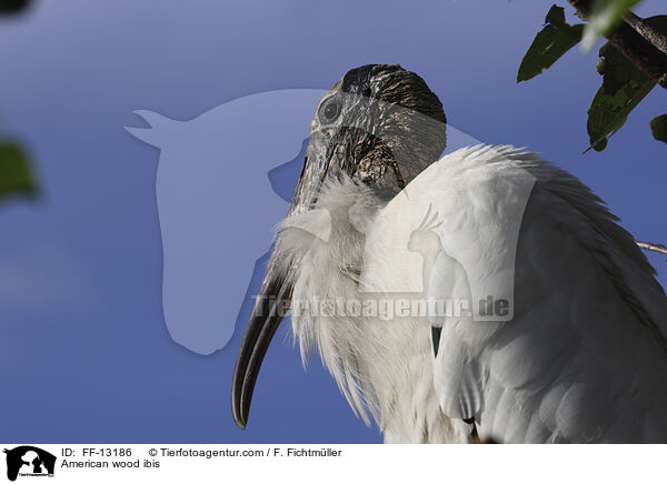 American wood ibis / FF-13186