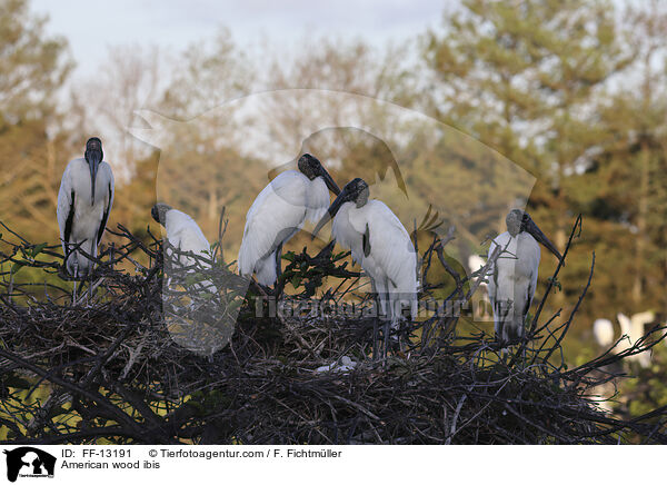 Amerikanische Waldstrche / American wood ibis / FF-13191