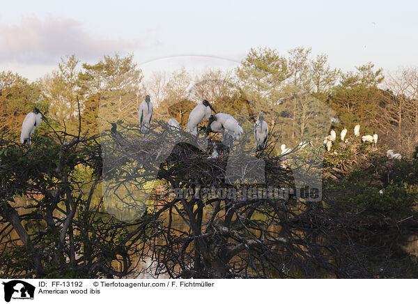 American wood ibis / FF-13192