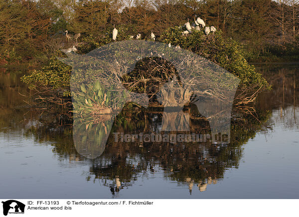 Amerikanische Waldstrche / American wood ibis / FF-13193