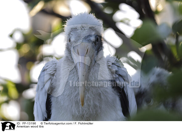American wood ibis / FF-13196