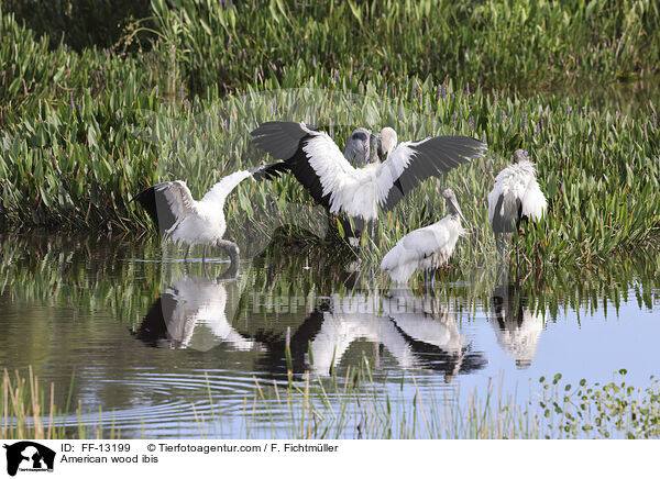 American wood ibis / FF-13199