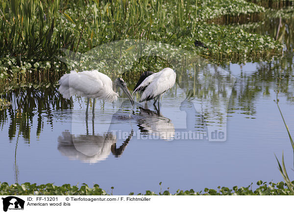 American wood ibis / FF-13201