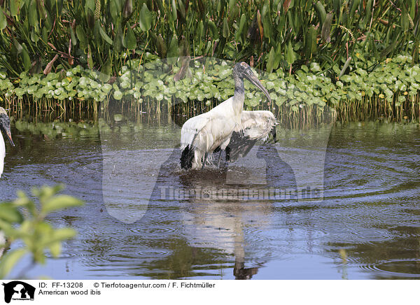 American wood ibis / FF-13208