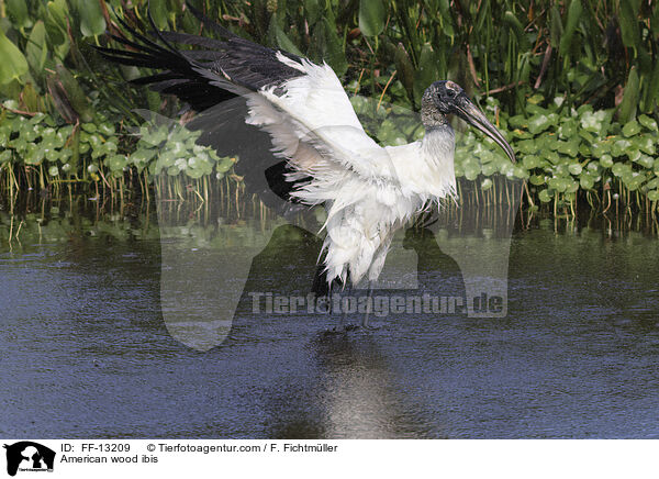 American wood ibis / FF-13209