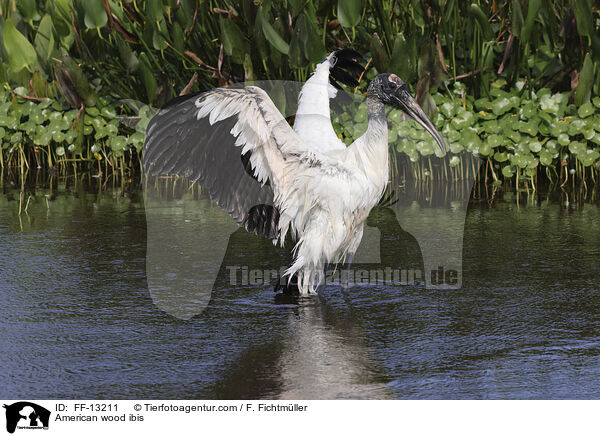 Amerikanischer Waldstorch / American wood ibis / FF-13211