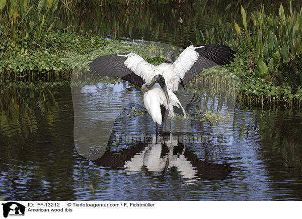 Amerikanische Waldstrche / American wood ibis / FF-13212
