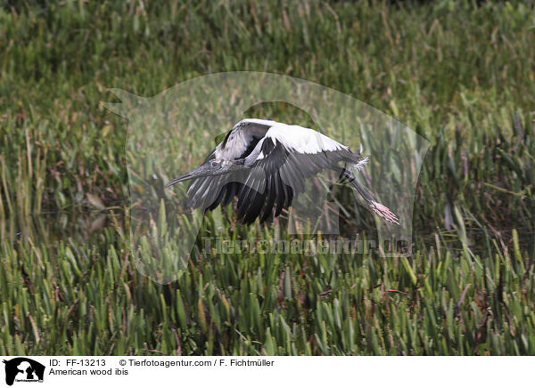 American wood ibis / FF-13213