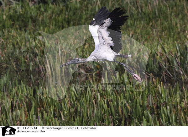 American wood ibis / FF-13214